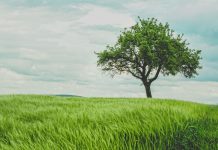 World Vegan Day Survey Results