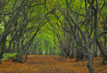 Ashridge Estate, Berkhamstead – Feb 2023