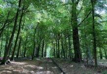 Epping Forest Walk – June 2023