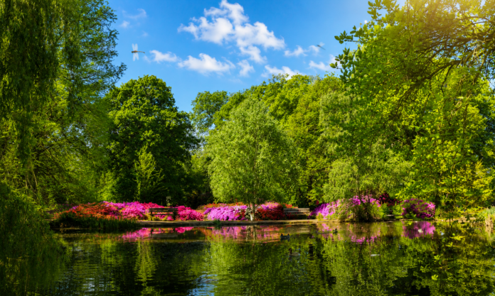 RPark isabella plantation